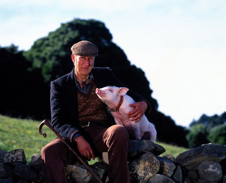 Produktbild: Ein Schweinchen namens Babe