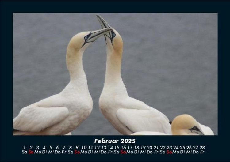 Produktbild: V&ouml;gel 2025 Fotokalender DIN A5