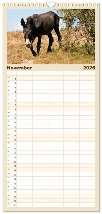 Produktbild: Familienplaner 2026 - Esel - Sixtus Loreley mit 5 Spalten (Wandkalender, 21 x 45 cm) CALVENDO