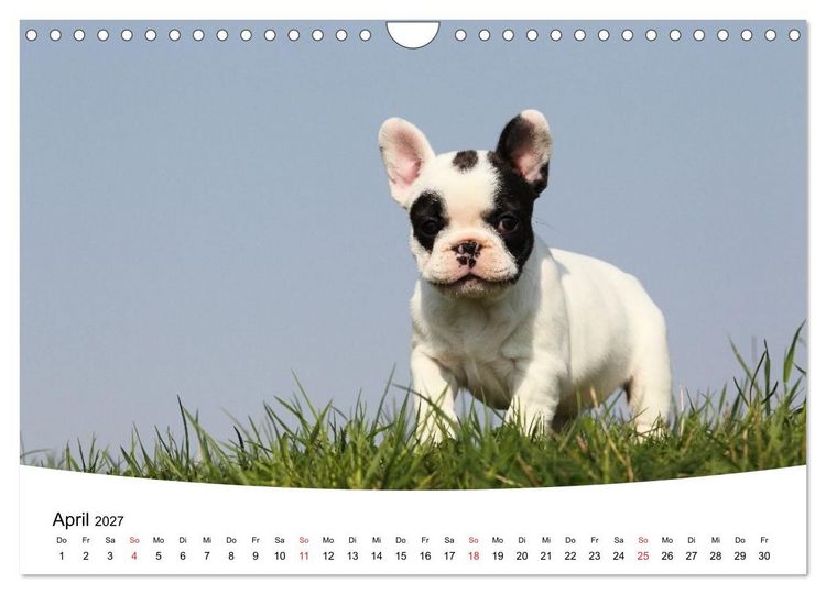 Produktbild: Bullys - Franz&ouml;sische Bulldoggen 2027 (Wandkalender 2027 DIN A4 quer), CALVENDO Monatskalender