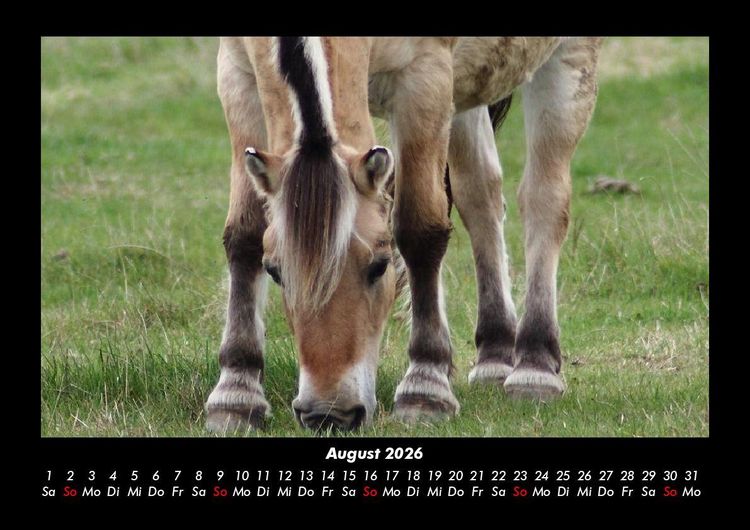 Produktbild: Pferdegefl&uuml;ster 2026 Fotokalender DIN A3
