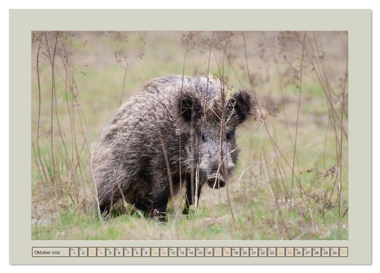 Produktbild: Wildschweine ganz nah an der Sau (Sus scrofa) von Tanja Riedel (Tischkalender 2026 DIN A5 quer), CALVENDO Monatskalender