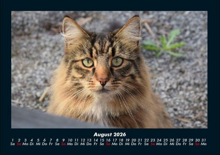 Produktbild: F&uuml;r Katzenfreunde 2026 Fotokalender DIN A4