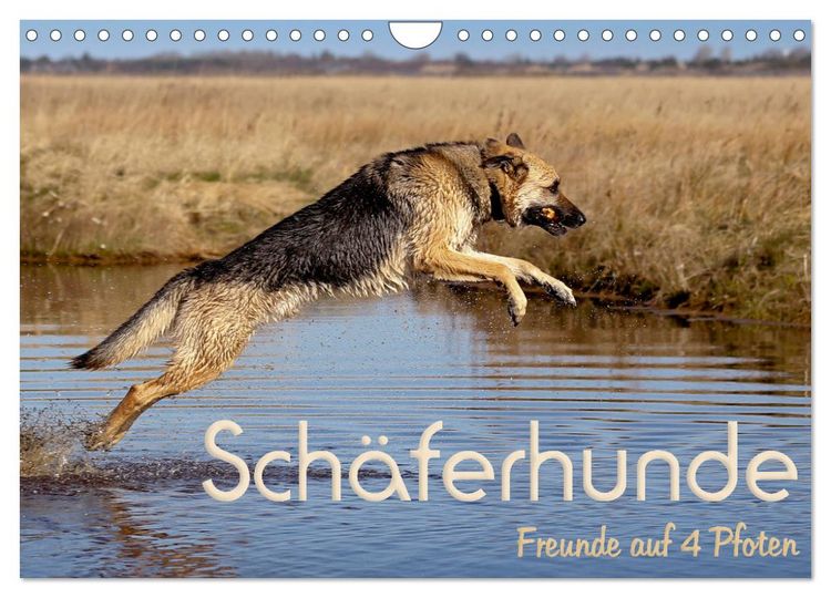 Produktbild: Sch&auml;ferhunde - Freunde auf 4 Pfoten (Wandkalender 2026 DIN A4 quer), CALVENDO Monatskalender