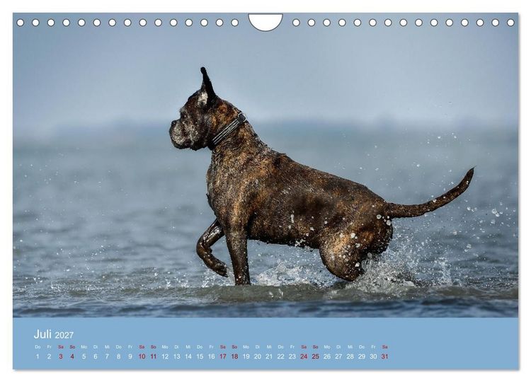 Produktbild: Fantastische Boxer - Sieger der Herzen (Wandkalender 2027 DIN A4 quer), CALVENDO Monatskalender