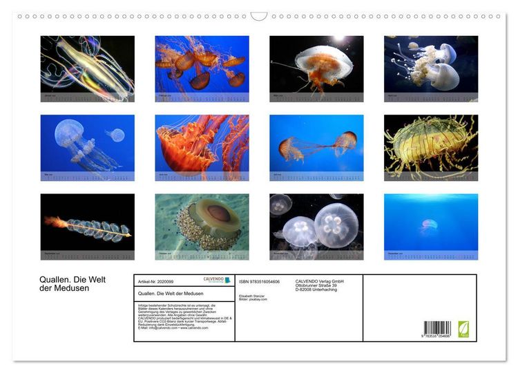 Produktbild: Quallen. Die Welt der Medusen (Wandkalender 2026 DIN A2 quer), CALVENDO Monatskalender