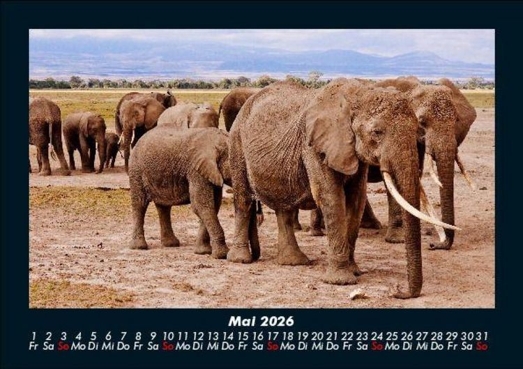 Produktbild: Elefanten 2026 Fotokalender DIN A5