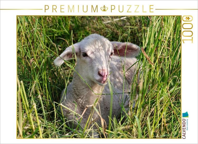 Produktbild: CALVENDO Puzzle Wei&szlig;es L&auml;mmchen | 1000 Teile Lege-Gr&ouml;&szlig;e 64x48cm Foto-Puzzle f&uuml;r gl&uuml;ckliche Stunden