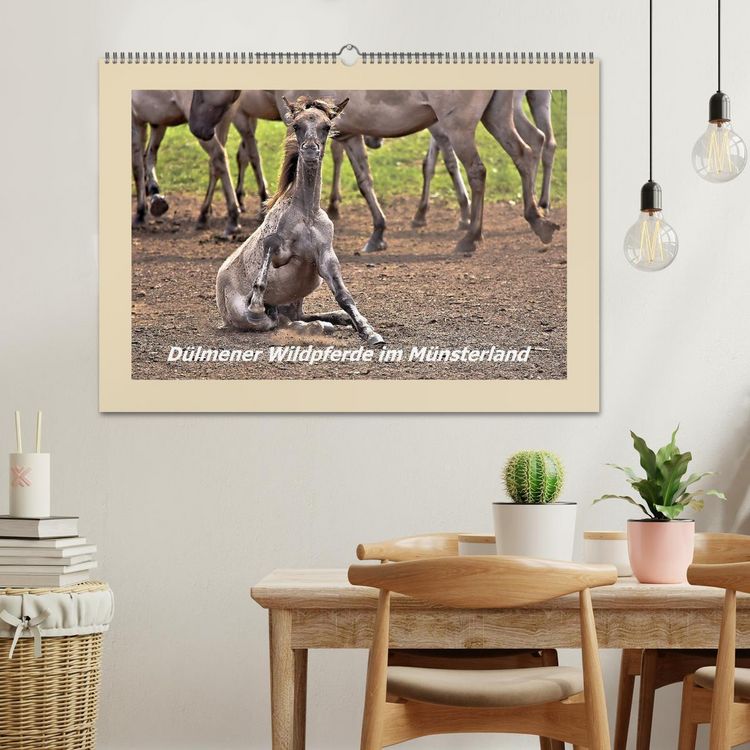 Produktbild: D&uuml;lmener Wildpferde im M&uuml;nsterland (Wandkalender 2026 DIN A2 quer), CALVENDO Monatskalender