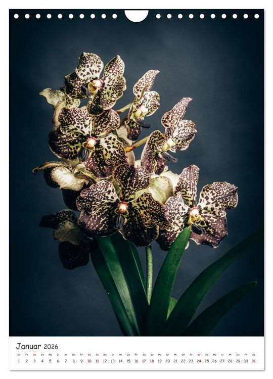 Produktbild: Orchideen Zauber (Wandkalender 2026 DIN A4 hoch), CALVENDO Monatskalender