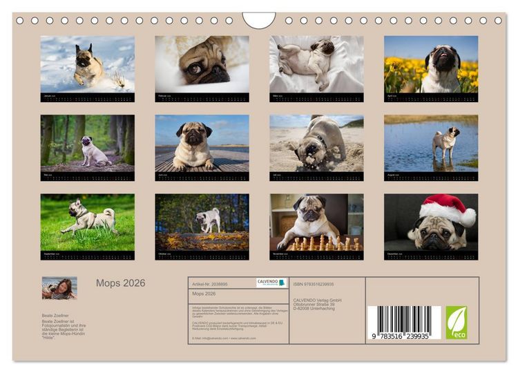 Produktbild: Mops 2026 (Wandkalender 2026 DIN A4 quer), CALVENDO Monatskalender