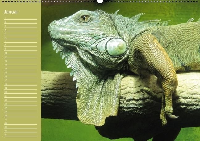 Produktbild: Drachen / Geburtstagskalender (Wandkalender immerw&auml;hrend DIN A2 quer)
