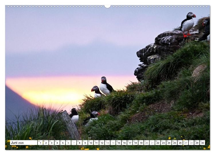 Produktbild: Islands Papageientaucher (hochwertiger Premium Wandkalender 2026 DIN A2 quer), Kunstdruck in Hochglanz
