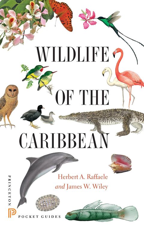 Produktbild: Wildlife of the Caribbean