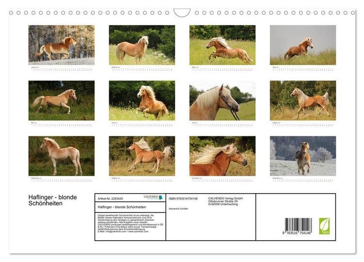 Produktbild: Haflinger - blonde Sch&ouml;nheiten (Wandkalender 2027 DIN A3 quer), CALVENDO Monatskalender
