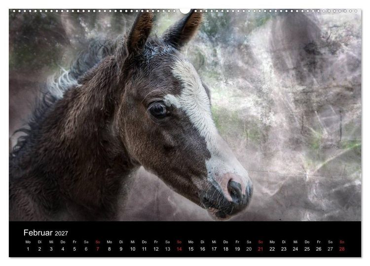 Produktbild: Pferde zum Tr&auml;umen (Wandkalender 2027 DIN A2 quer), CALVENDO Monatskalender