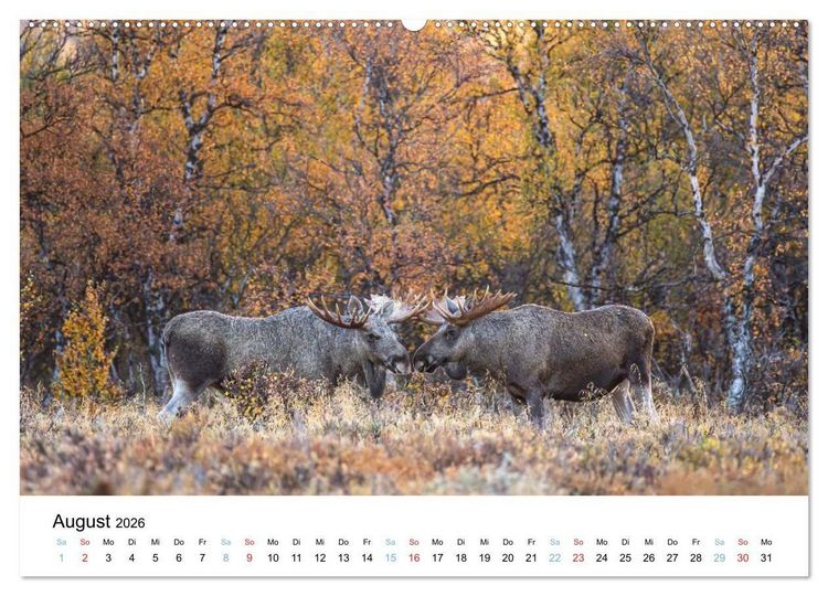 Produktbild: Tierwelt Skandinaviens (Wandkalender 2026 DIN A2 quer), CALVENDO Monatskalender