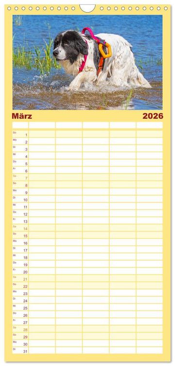 Produktbild: Familienplaner 2026 - Landseer - Ein starker Freund auf 4 Pfoten mit 5 Spalten (Wandkalender, 21 x 45 cm) CALVENDO