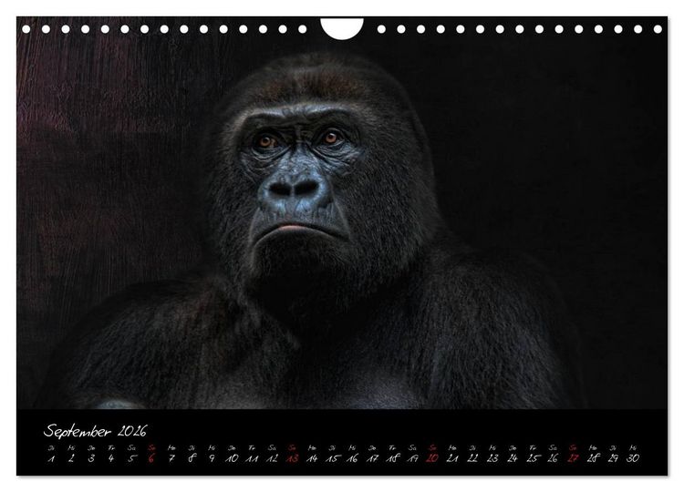 Produktbild: Gorilla (Wandkalender 2026 DIN A4 quer), CALVENDO Monatskalender