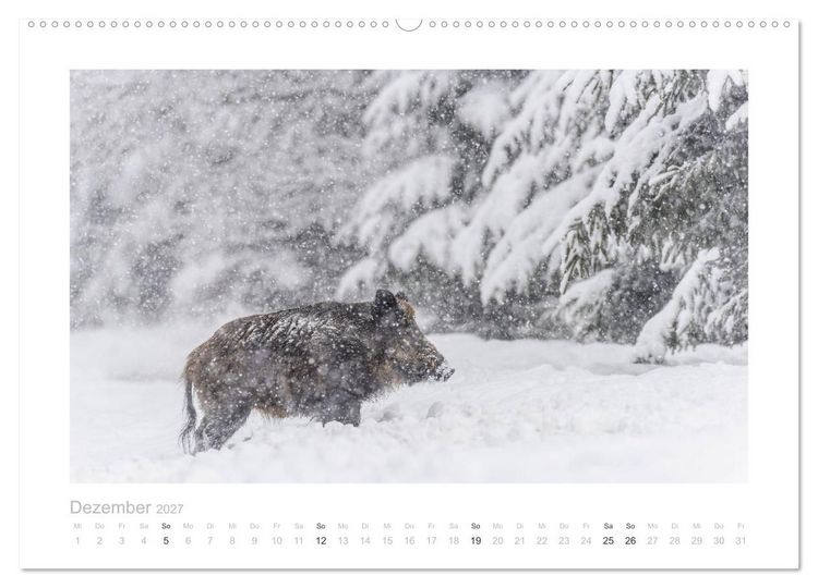 Produktbild: Wildschweine &ndash; Wildlife Fotografien (hochwertiger Premium Wandkalender 2027 DIN A2 quer), Kunstdruck in Hochglanz