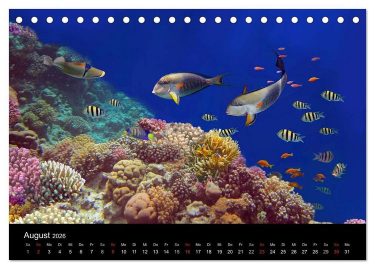 Produktbild: Riffleben - Einfach mal abtauchen (Tischkalender 2026 DIN A5 quer), CALVENDO Monatskalender