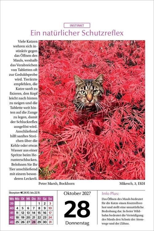 Produktbild: Katzen Tageskalender 2027