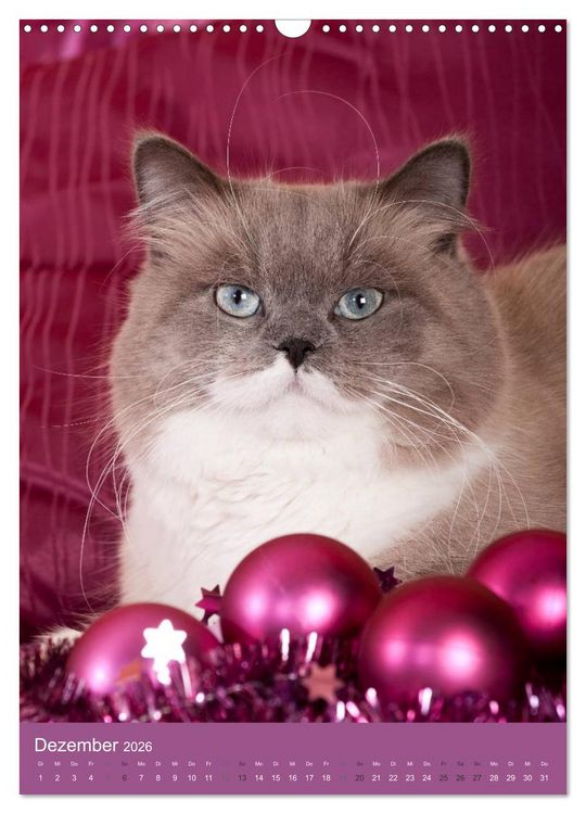 Produktbild: Britisch Langhaar Katzen (Wandkalender 2026 DIN A3 hoch), CALVENDO Monatskalender