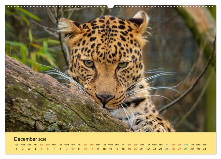 Produktbild: Just Big Cats (High Quality Premium Wall Calendar 2026 DIN A2 landscape),CALVENDO 12 Month Wall Calendar