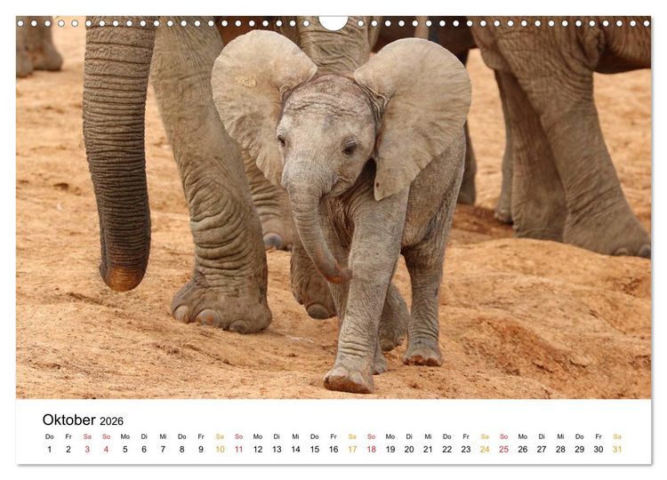 Produktbild: ADDO ELEPHANT NATIONAL PARK Elefanten Babies (Wandkalender 2026 DIN A3 quer), CALVENDO Monatskalender