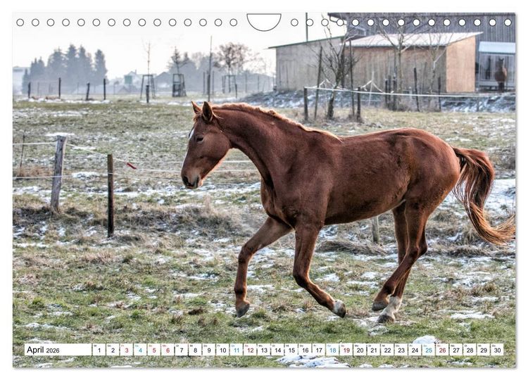 Produktbild: Durch das Jahr mit der Trakehner-Stute Fleur (Wandkalender 2026 DIN A4 quer), CALVENDO Monatskalender