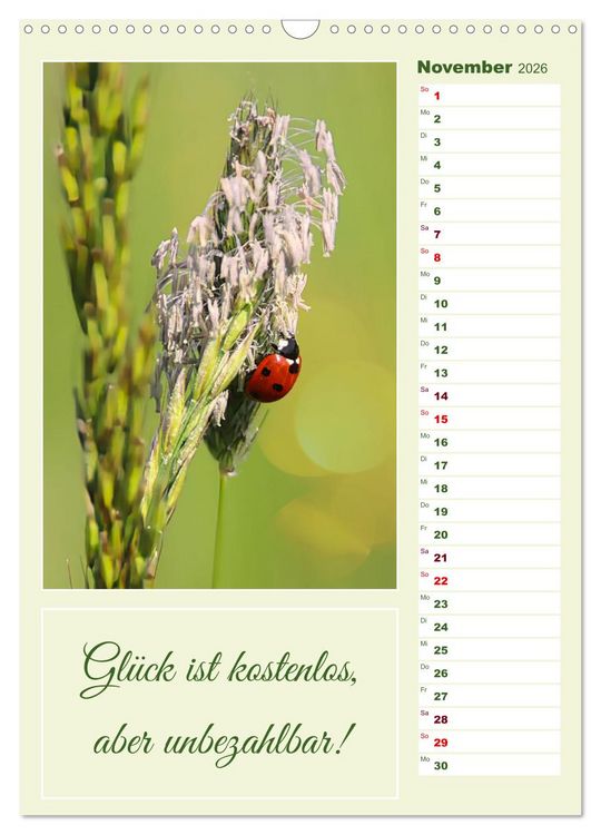 Produktbild: Marienk&auml;fer, Gl&uuml;cksbringer mit sieben Punkten (Wandkalender 2026 DIN A3 hoch), CALVENDO Monatskalender