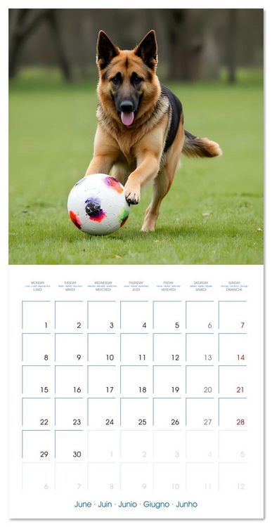 Produktbild: German Shepherds around the year (Wall Calendar 2026 12 &times; 12 Inch) CALVENDO 12 Month Wall Calendar