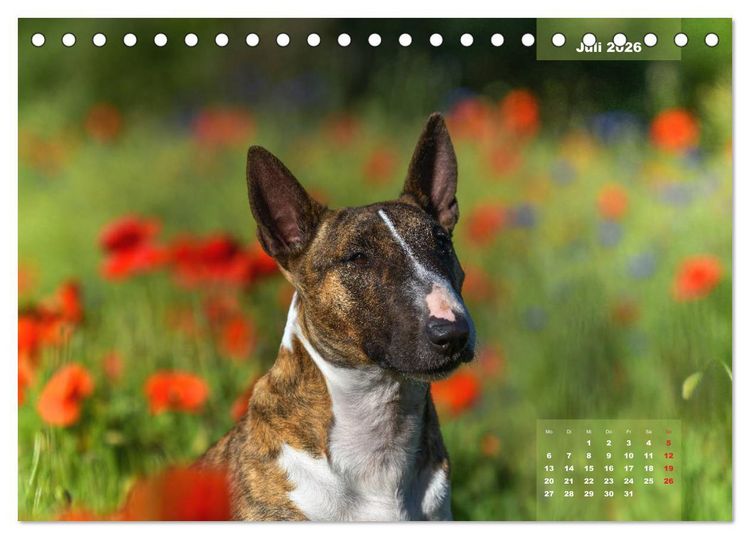 Produktbild: Typisch Bullterrier (Tischkalender 2026 DIN A5 quer), CALVENDO Monatskalender