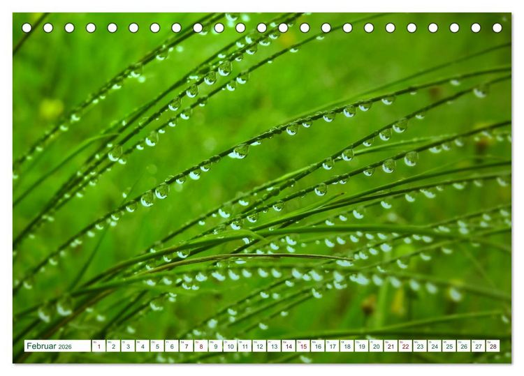 Produktbild: GR&Uuml;N . Die Kraft der Natur (Tischkalender 2026 DIN A5 quer), CALVENDO Monatskalender