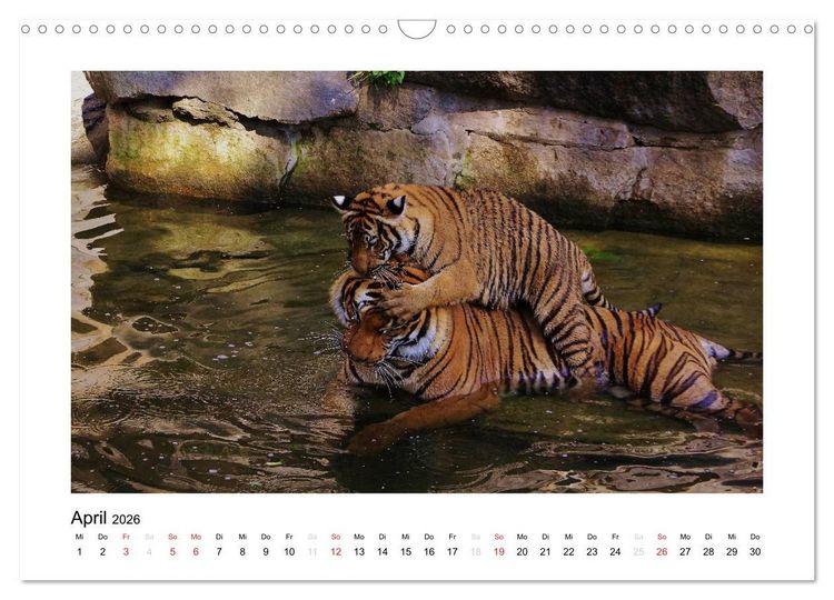 Produktbild: Tiger 2026 (Wandkalender 2026 DIN A3 quer), CALVENDO Monatskalender