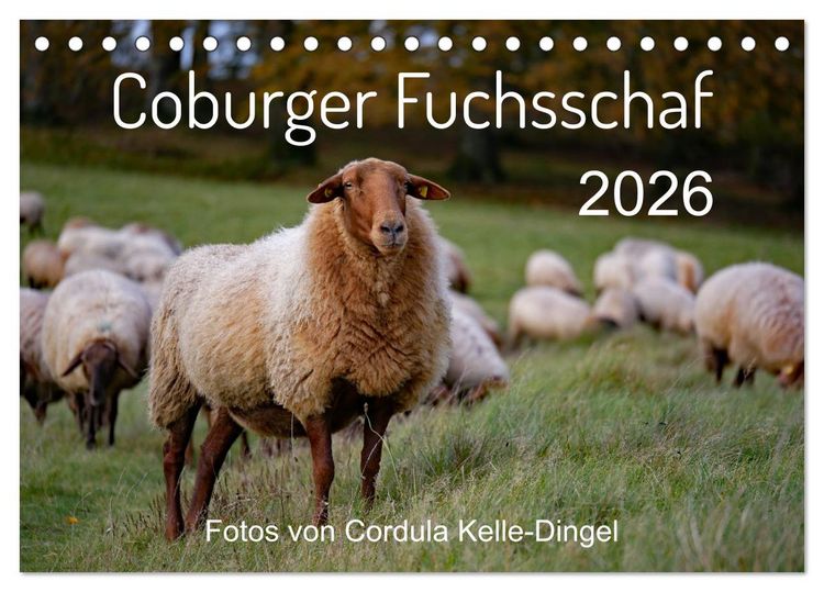 Produktbild: Coburger Fuchsschaf (Tischkalender 2026 DIN A5 quer), CALVENDO Monatskalender