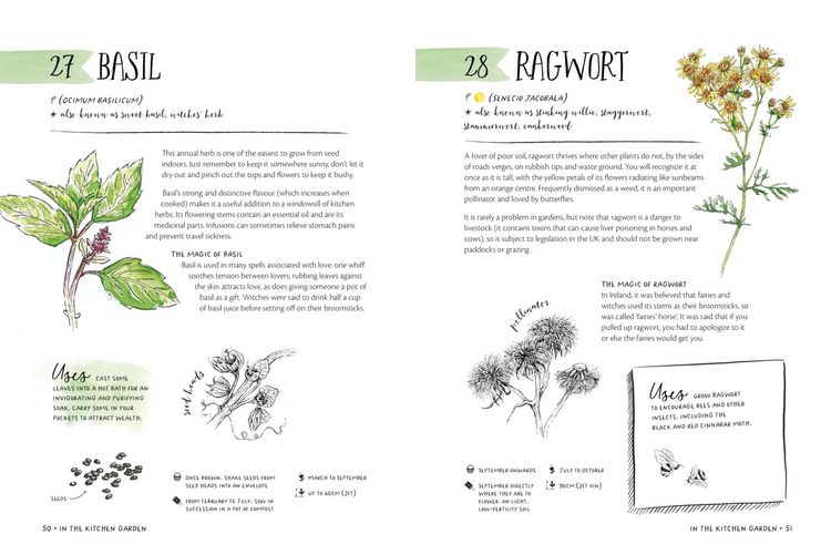 Produktbild: The Magic of Seeds