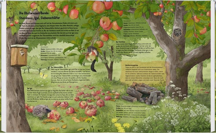 Produktbild: Wildes Leben auf der Wiese