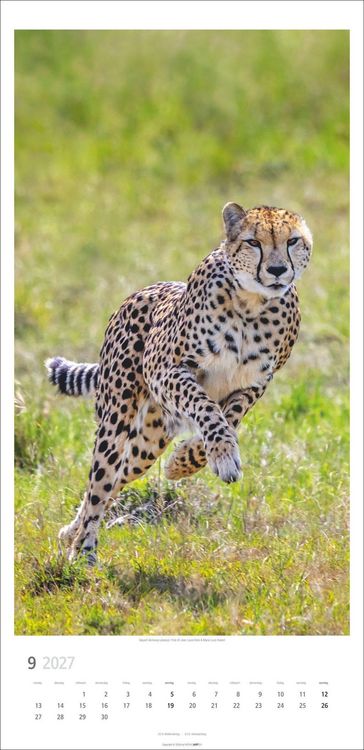 Produktbild: Big Cats Kalender 2027