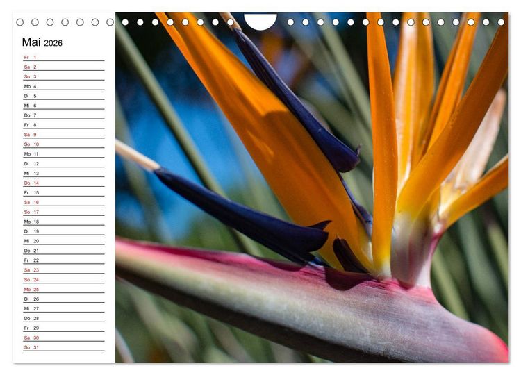 Produktbild: Strelitzien - die Paradiesv&ouml;gel unter den Blumen (Wandkalender 2026 DIN A4 quer), CALVENDO Monatskalender