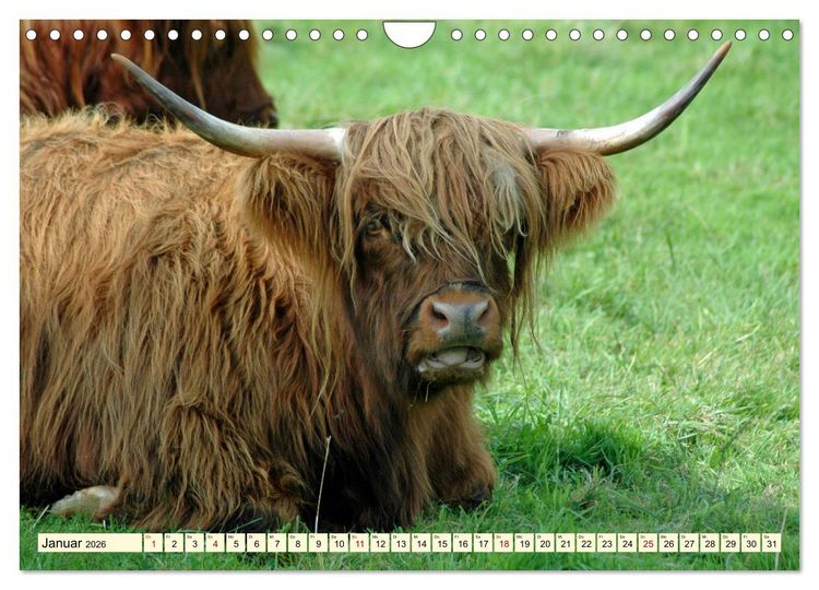 Produktbild: Die anmutigste Rinderrasse - Das schottische Hochlandrind (Wandkalender 2026 DIN A4 quer), CALVENDO Monatskalender