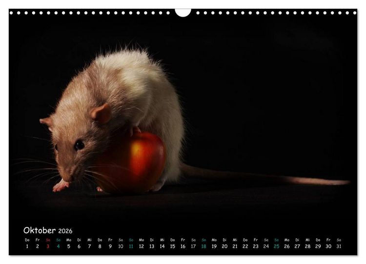 Produktbild: Fellnasen. Die bunte Welt der Farbratten. (Wandkalender 2026 DIN A3 quer), CALVENDO Monatskalender