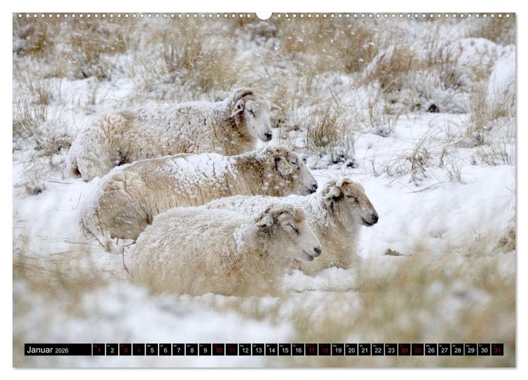 Produktbild: Schafe auf Sylt (hochwertiger Premium Wandkalender 2026 DIN A2 quer), Kunstdruck in Hochglanz