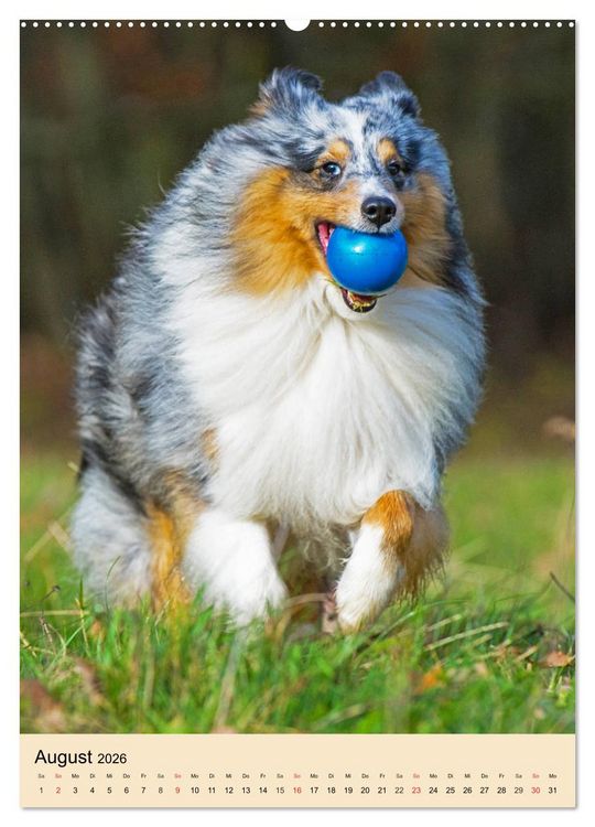 Produktbild: Sheltie - Wirbelwind auf 4 Pfoten (hochwertiger Premium Wandkalender 2026 DIN A2 hoch), Kunstdruck in Hochglanz