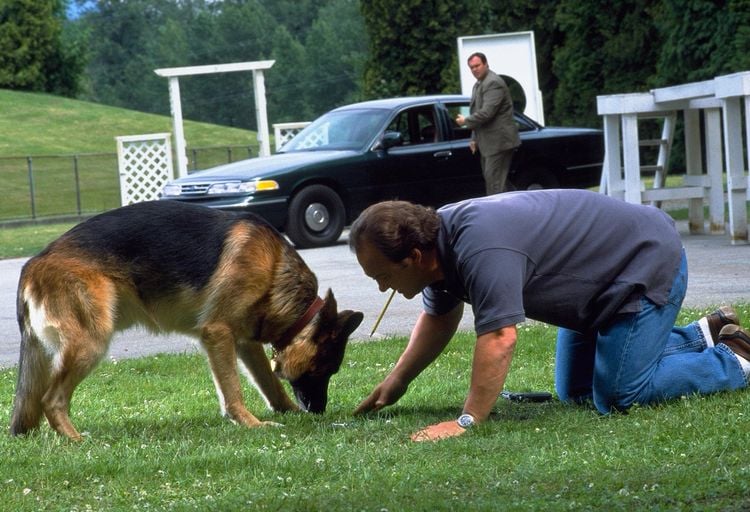 Produktbild: K-9/K-911/K-9: P.I. - Mein Partner mit der kalten Schnauze [3 DVDs]