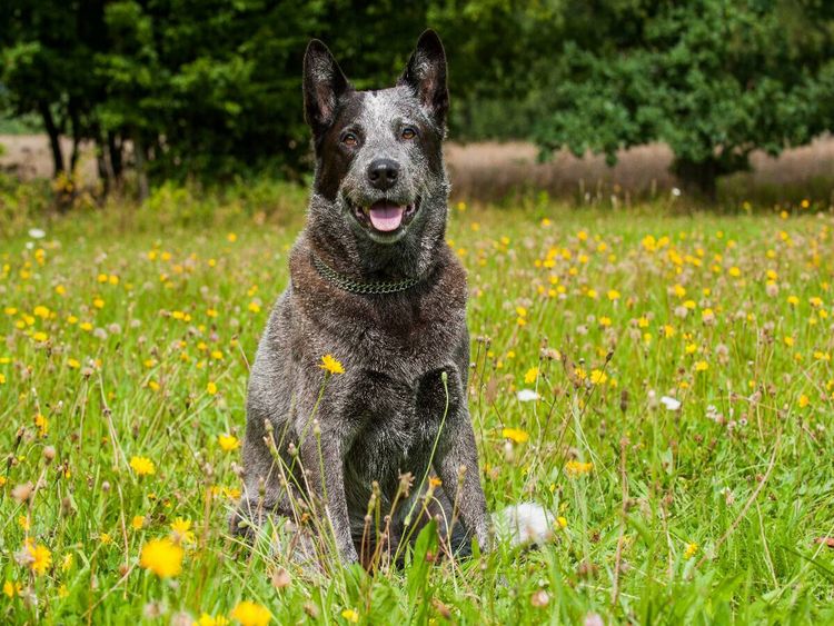 Produktbild: CALVENDO Puzzle Ein Motiv aus dem Kalender Power auf 4 Pfoten. Australian Cattle Dog | 1000 Teile Lege-Gr&ouml;&szlig;e 64x48cm Foto-Puzzle f&uuml;r gl&uuml;ckliche Stunde
