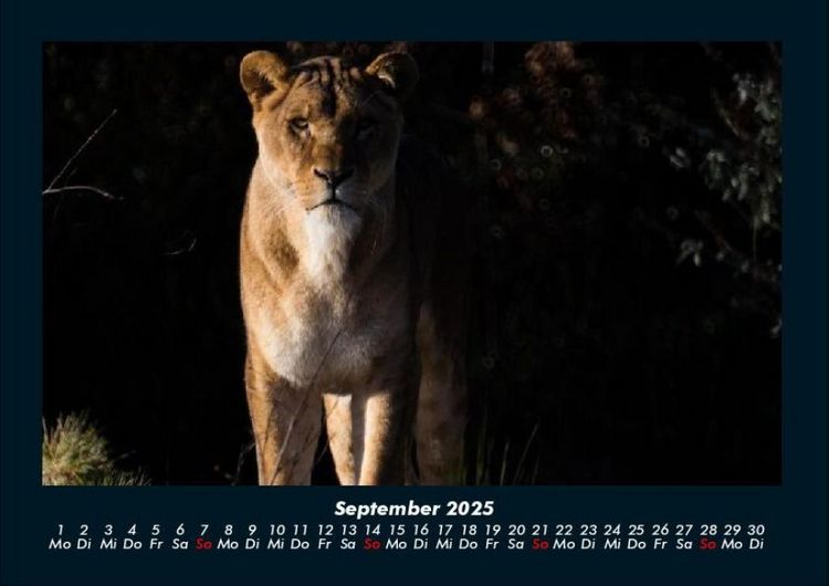 Produktbild: L&ouml;wen in der Wildnis 2025 Fotokalender DIN A4
