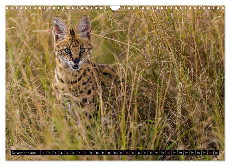Produktbild: Masai Mara 2026 (Wandkalender 2026 DIN A3 quer), CALVENDO Monatskalender