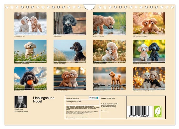 Produktbild: Lieblingshund Pudel (Wandkalender 2027 DIN A4 quer), CALVENDO Monatskalender