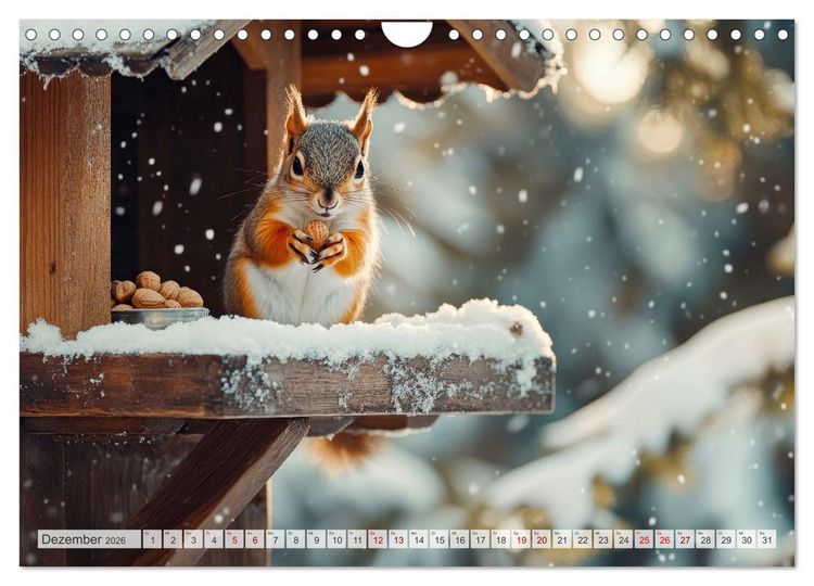 Produktbild: EICHH&Ouml;RNCHEN Niedliche kleine Wesen (Wandkalender 2026 DIN A4 quer), CALVENDO Monatskalender